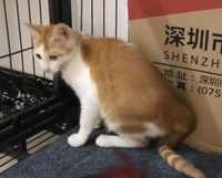 广东猫咪领养-男孩
