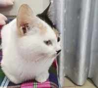 广东猫咪领养-女孩