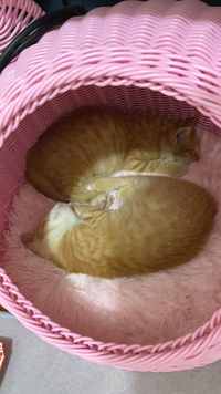 上海猫咪领养-男孩